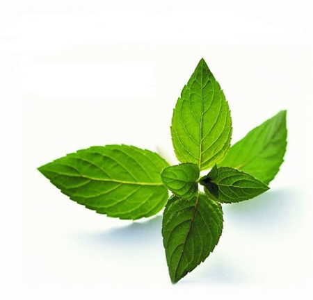 Picture for category SABORES MENTA